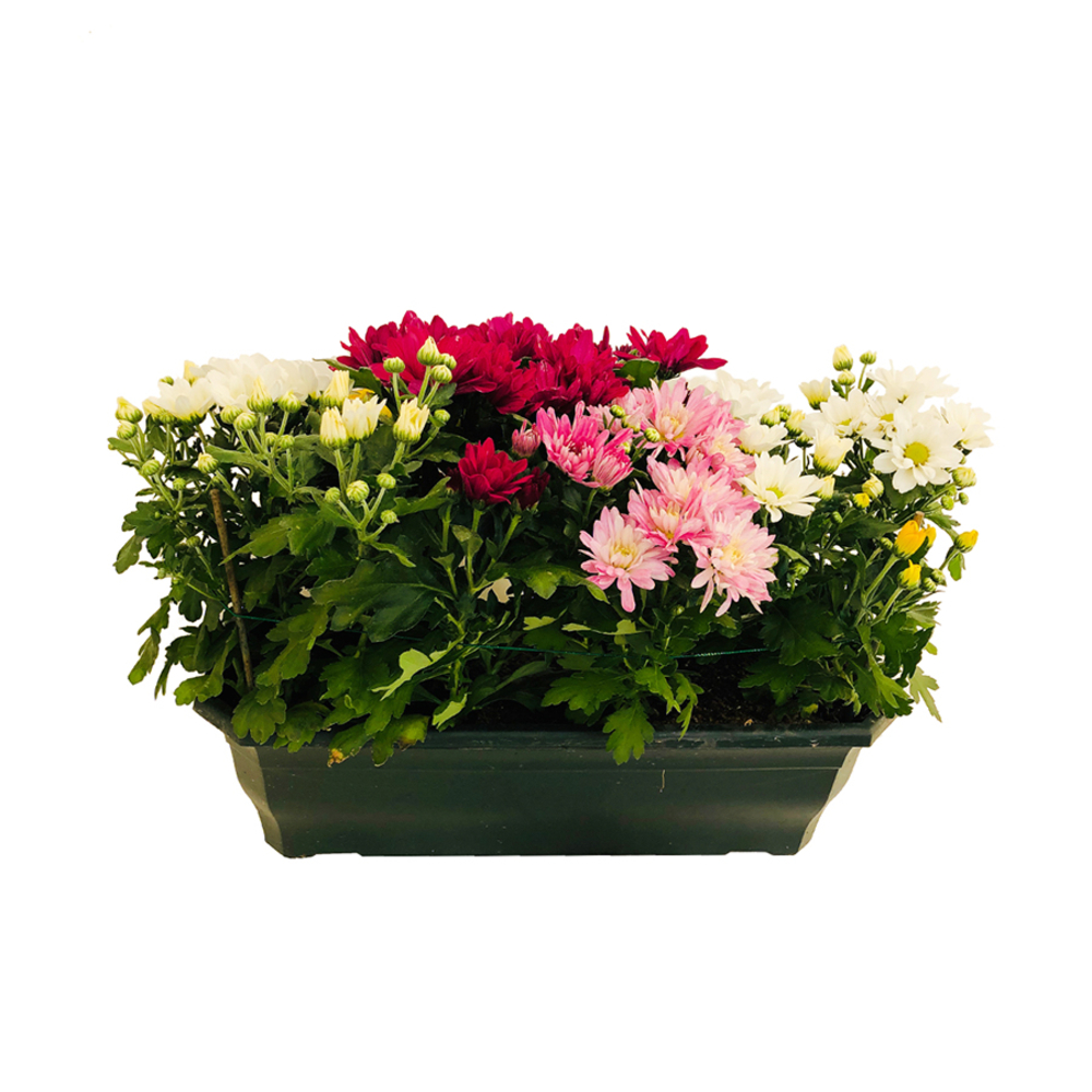 ChrysanthÃšme multifleur:carrousel jard 50 cm