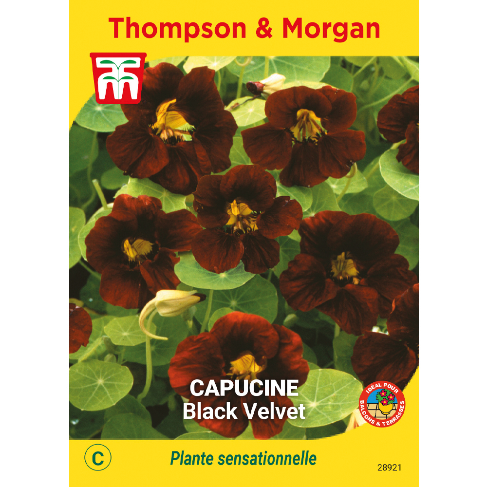 Capucine black velvet