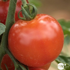 Plants de tomates 'Harmony' F1 : barquette de 6 plants