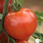 Plant de tomate 'Harmony' F1 : pot de 0,5 litre