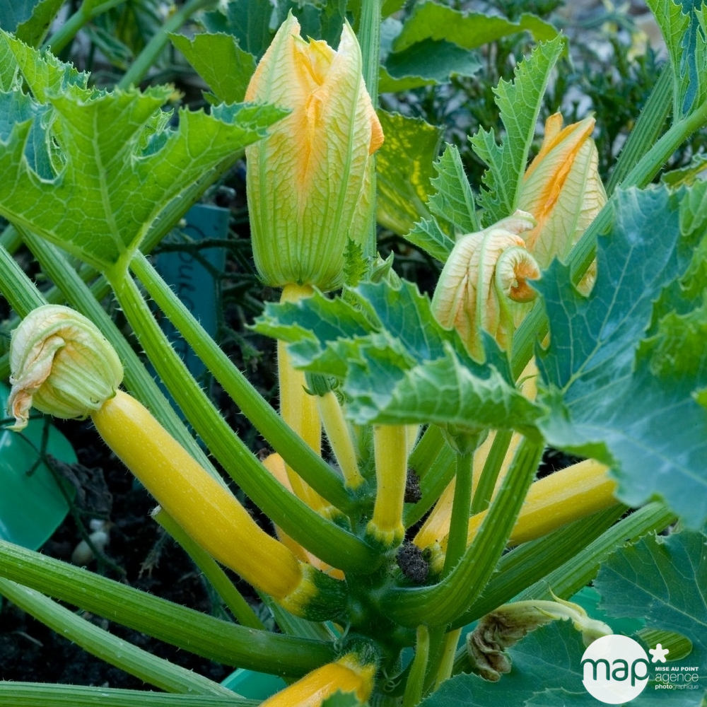 Plants de courgettes jaune 'Orelia' F1 : barquette de 6 plants