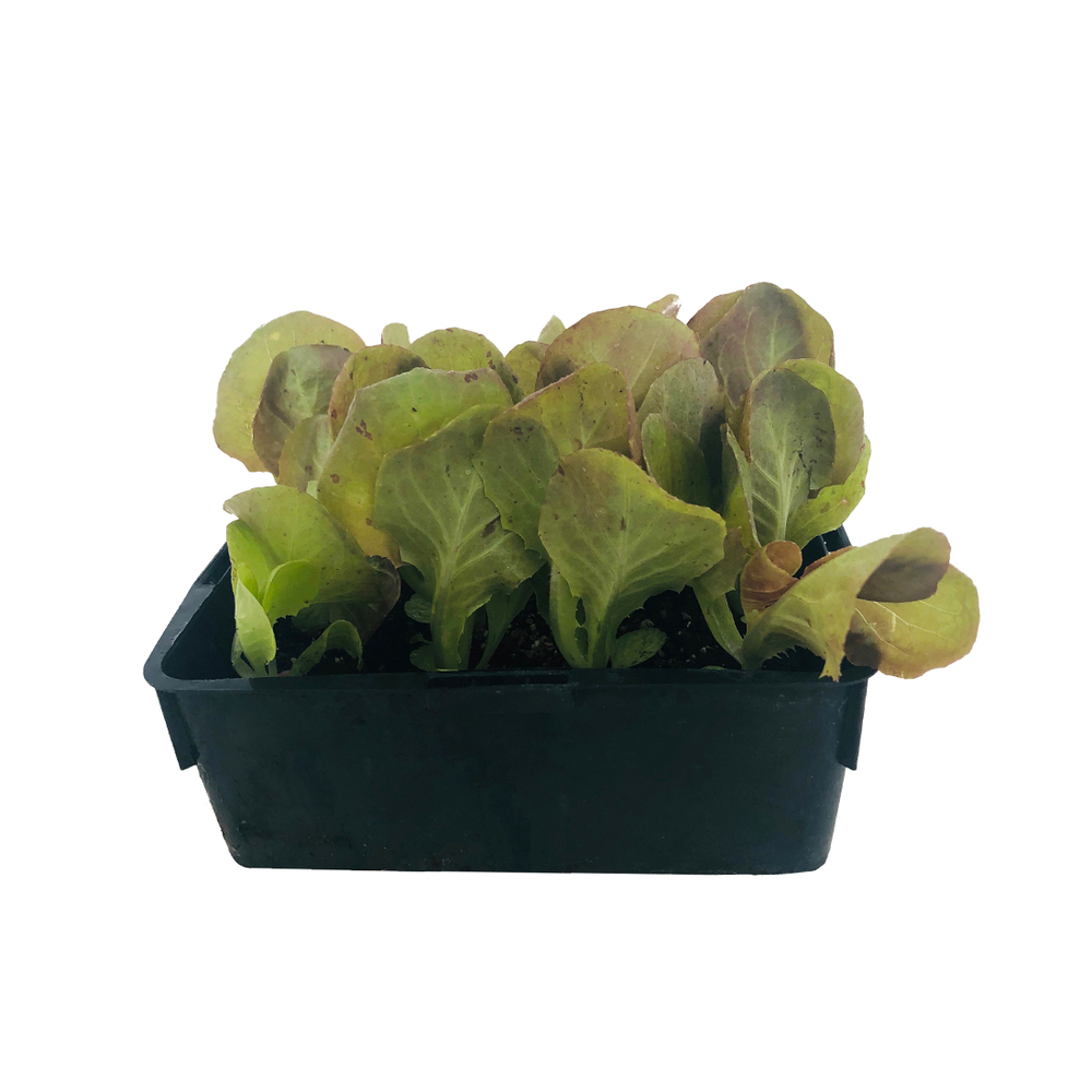 Laitue merveille des 4 saisons : 12 plants