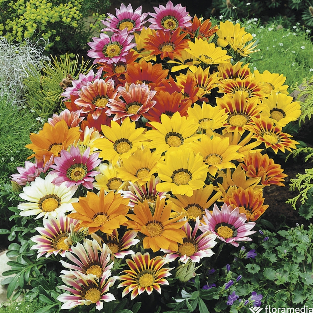 Gazania : barquette de 6 plants en godets de 7 cm