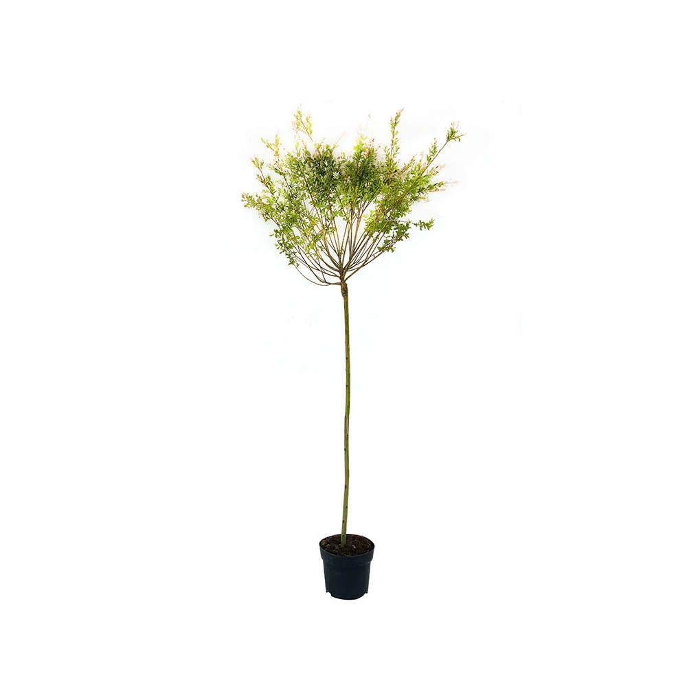 Salix integra ' hakuro nishiki ': 1/2 tige