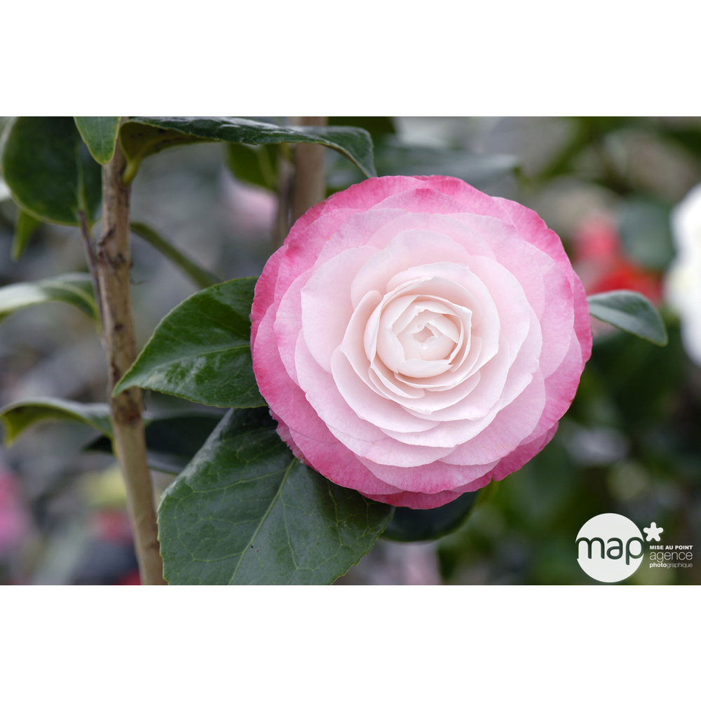 Camellia 'Désir' : H 40/50 cm, ctr 3-4 Litres