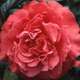 Camellia 'Les Jury' : H 40/50 cm, ctr 3/4 Litres