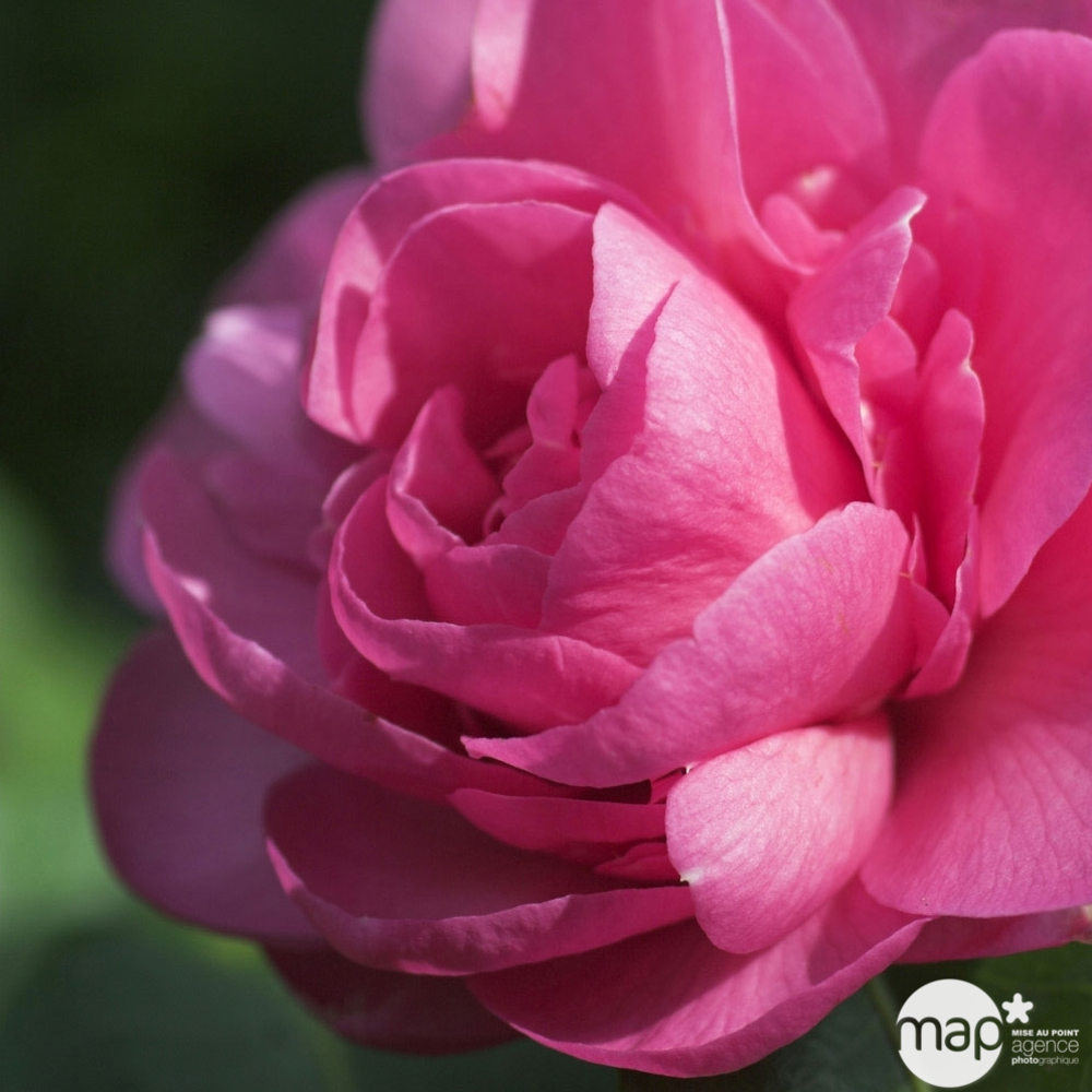 Camellia 'Nuccio's Cameo' : H 40/50 cm, ctr 3/4 Litres