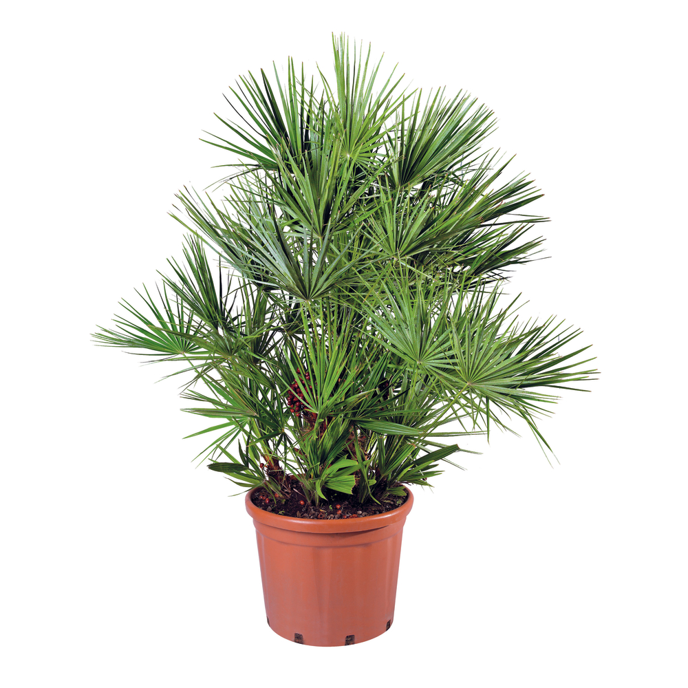 Chamaerops Humilis : H 60/80 cm ctr 25 Litres