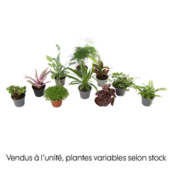 Plantes vertes : D6cm, variétés variables.