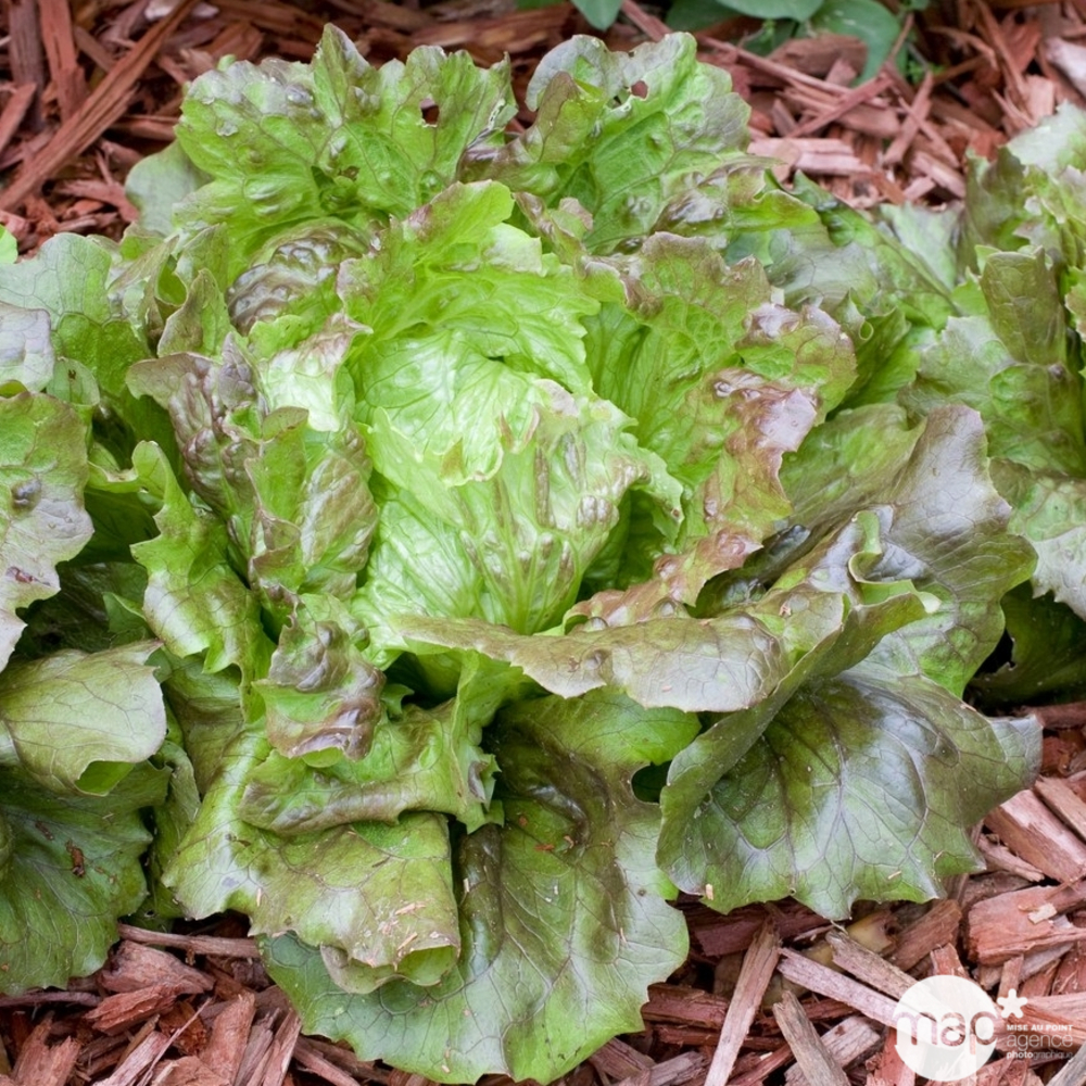 Plants de batavia rouge 'Kamikaze' : barquette de 12 plants