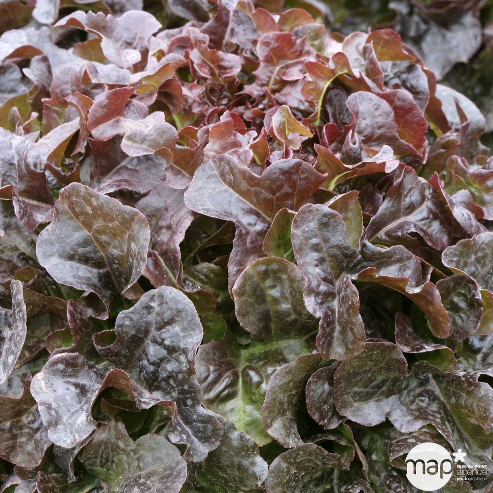 Laitue feuille de chÃªne grenadine: 12 plants