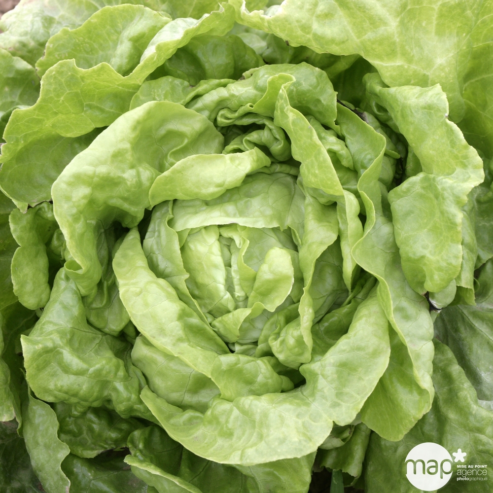 Plants de laitues pommée 'Novappia' : barquette de 12 plants