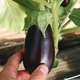 Plant d'aubergine 'Piccola' F1 : pot de 0,5 litre