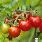 Plant de tomate cerise rouge 'Apéro' F1 : pot de 0,5 litre
