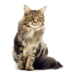 Main Coon : d'apparence