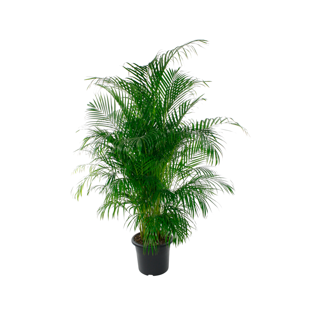 Aréca : H.220/250cm pot