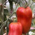 Plants de tomates 'Andine Cornue' : barquette de 6 plants