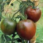 Plants de tomates 'Noire de Crimée' : barquette de 6 plants