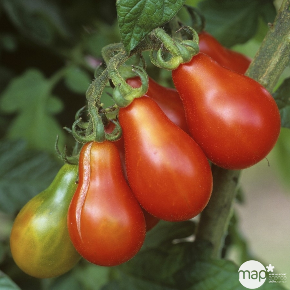 Plants de tomates poire 'Red Pear' : barquette de 6 plants