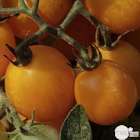 Plant de tomate 'Gold Nugget' : pot de 0,5 litre