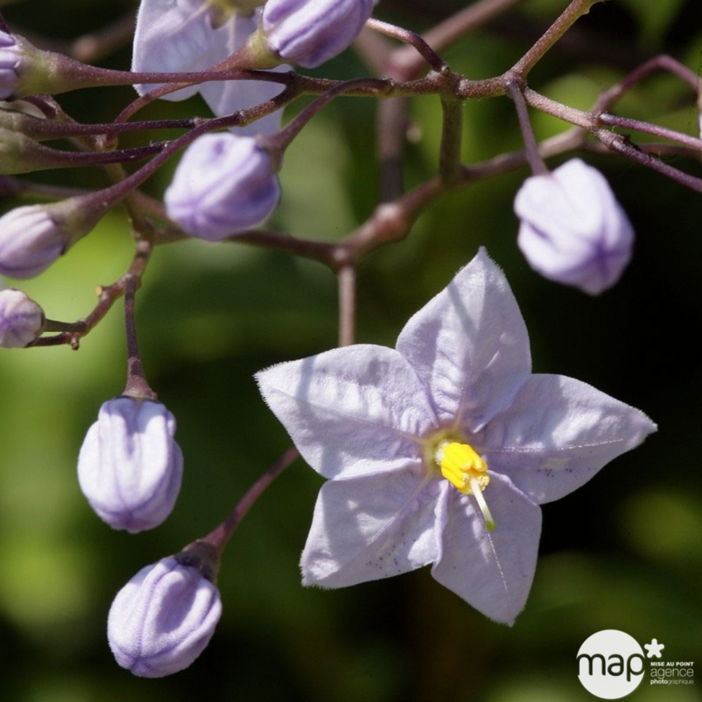 Solanum Jasminoides : Tige pot de diamètre 19 cm