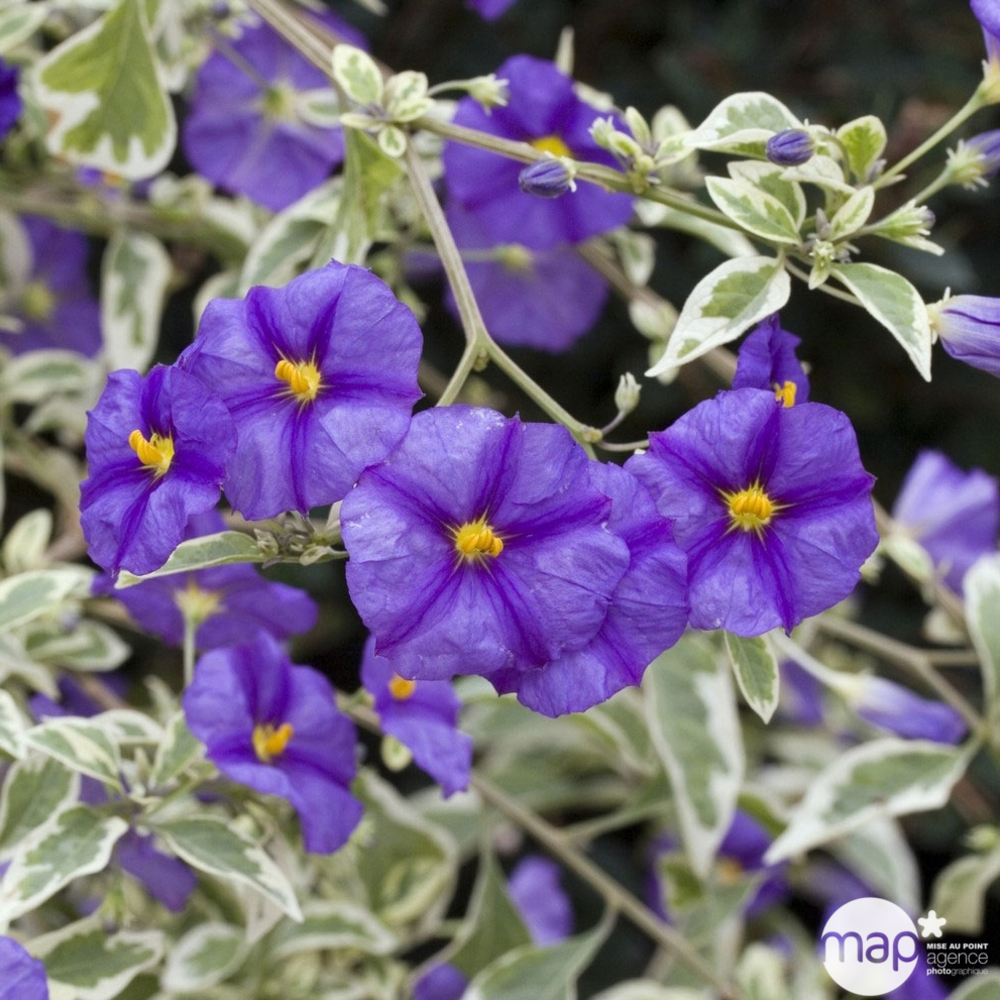 Solanum Rantonetii : Tige pot de diamètre 19 cm