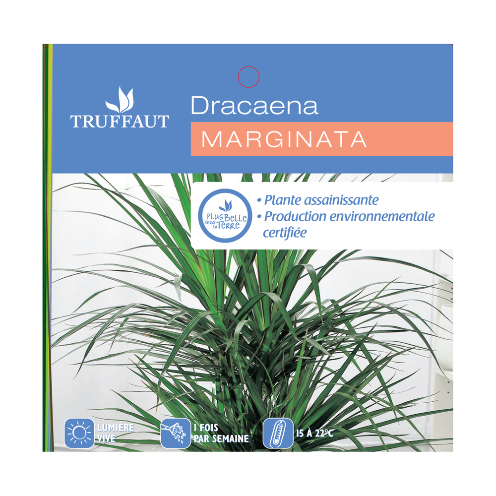Dracaena : 4 cannes H.120,90,60,30cm pot