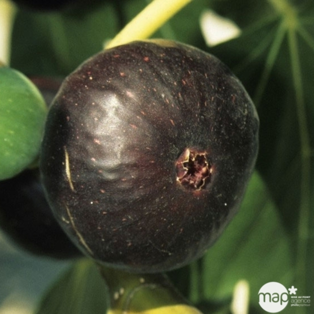 Figuier ronde Bordeaux H50/60CM POT 1.3L