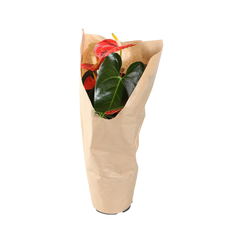 Anthurium: plante pot d.12cm