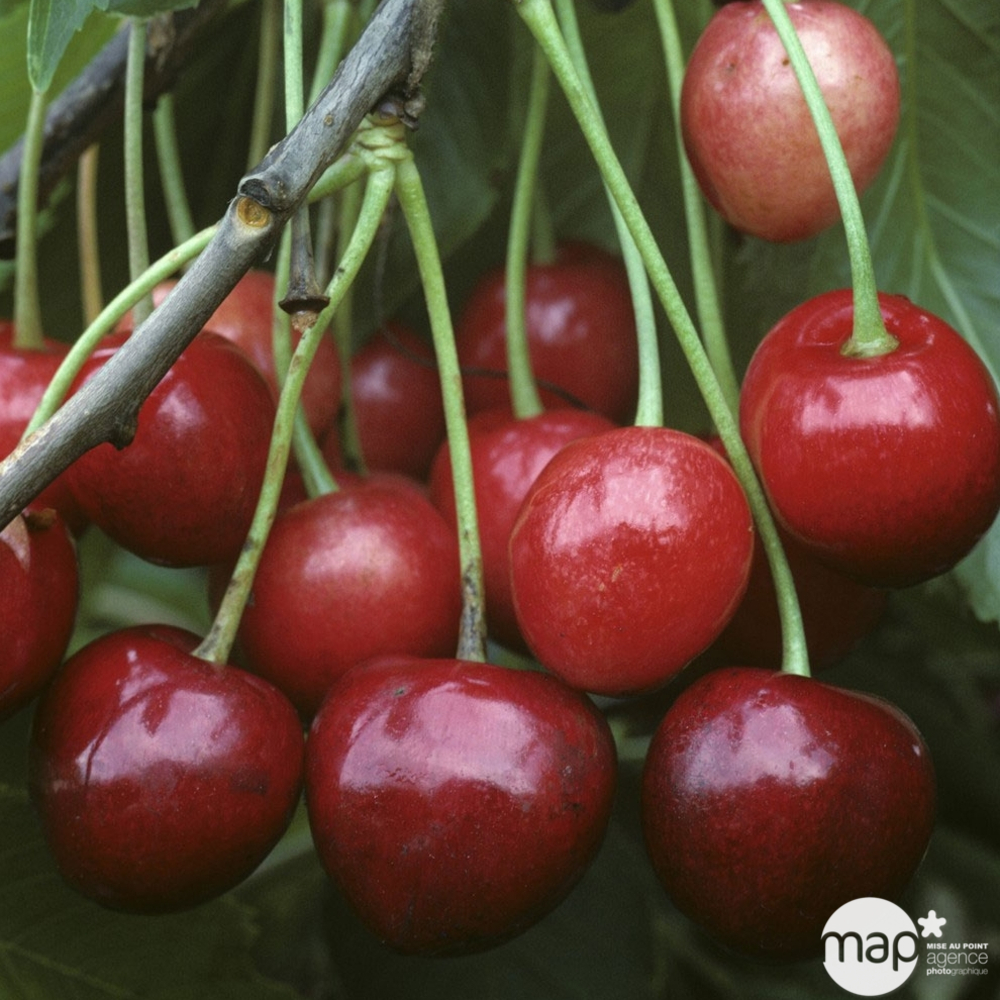 Cerisier Bigarreau Marmotte : gobelet 3 ans d'âge ctr 12 litres