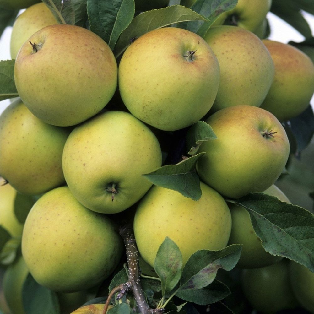 Pommier Golden Delicious : palmette en U