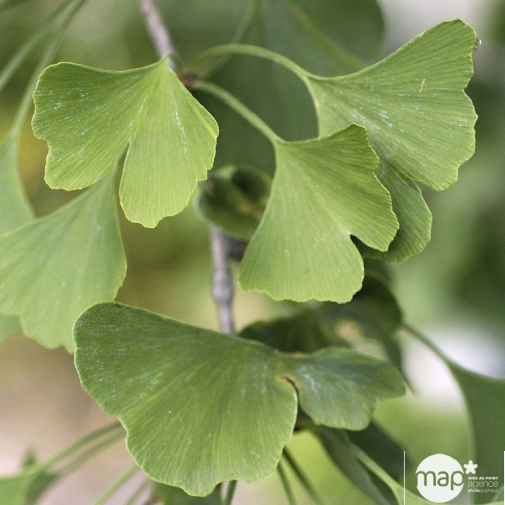 Ginkgo Biloba Mariken : Pot 3L