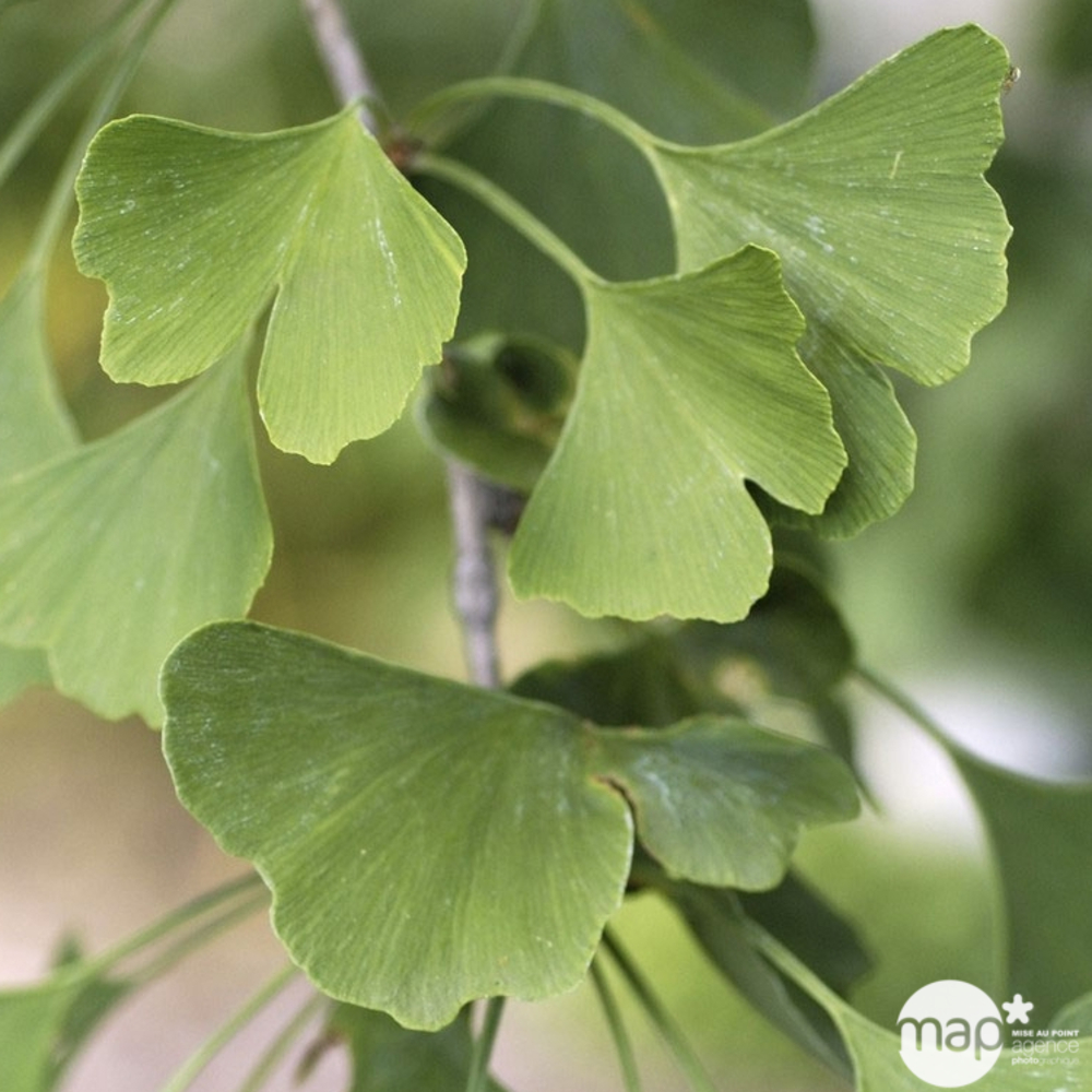 Ginkgo biloba ' Mariken ' : conteneur 3 litres
