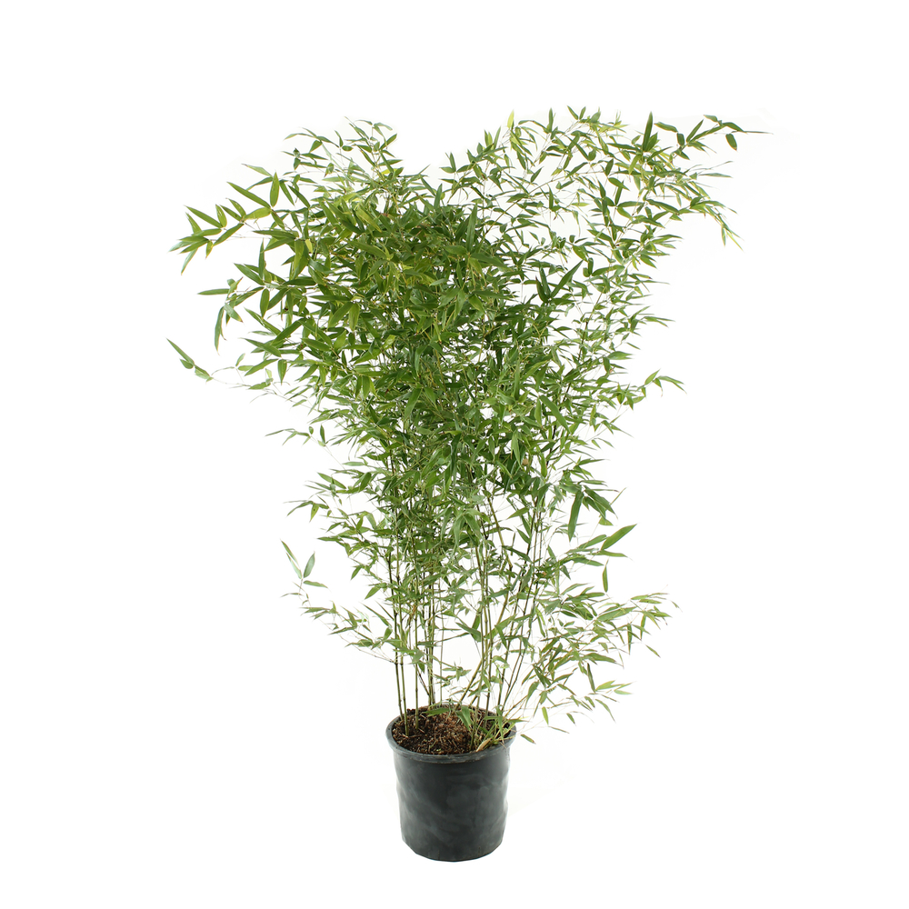 Bambou moyen phyllostachys bissetii 150/200 cm: pot de 18 litres