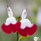 Salvia microphylla ' Hot Lips ' : ctr 3 litres