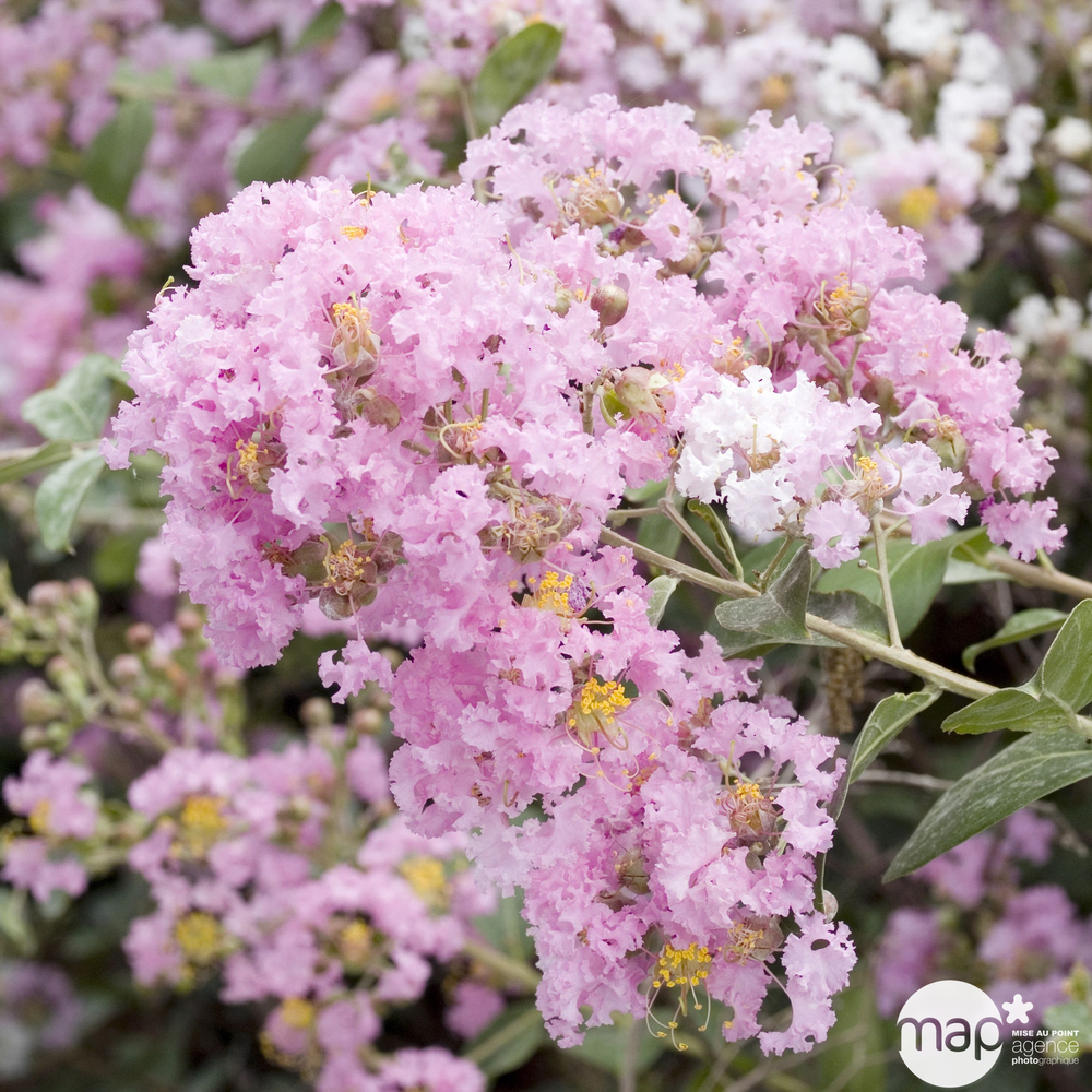 Lagerstroemia indica: 1/2 tige 6/8cm 15L