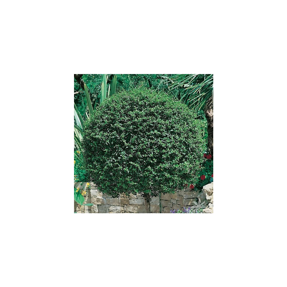 Ligustrum ionandrum : 1/2 tige H de la tête 35/45 cm ctr 18 litres