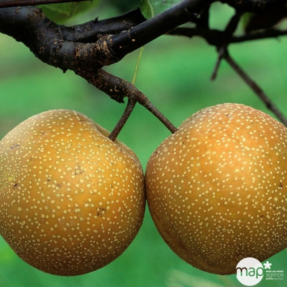 Nashi 'Shinseiki' en 1/2 tige - pot de 15L