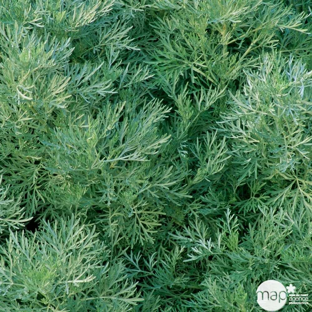 Armoise powis castle : godet rouge