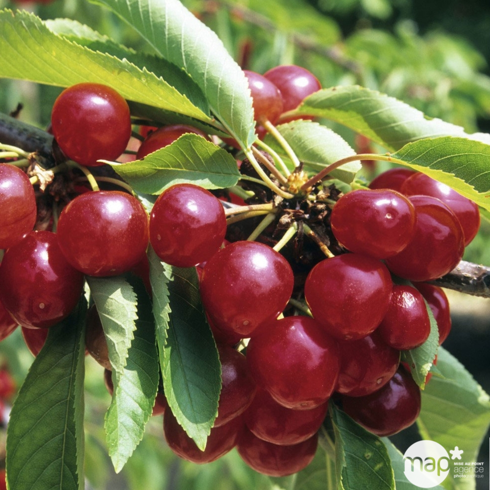 Cerisier Bigarreau Coeur de Pigeon : ctr 25 litres