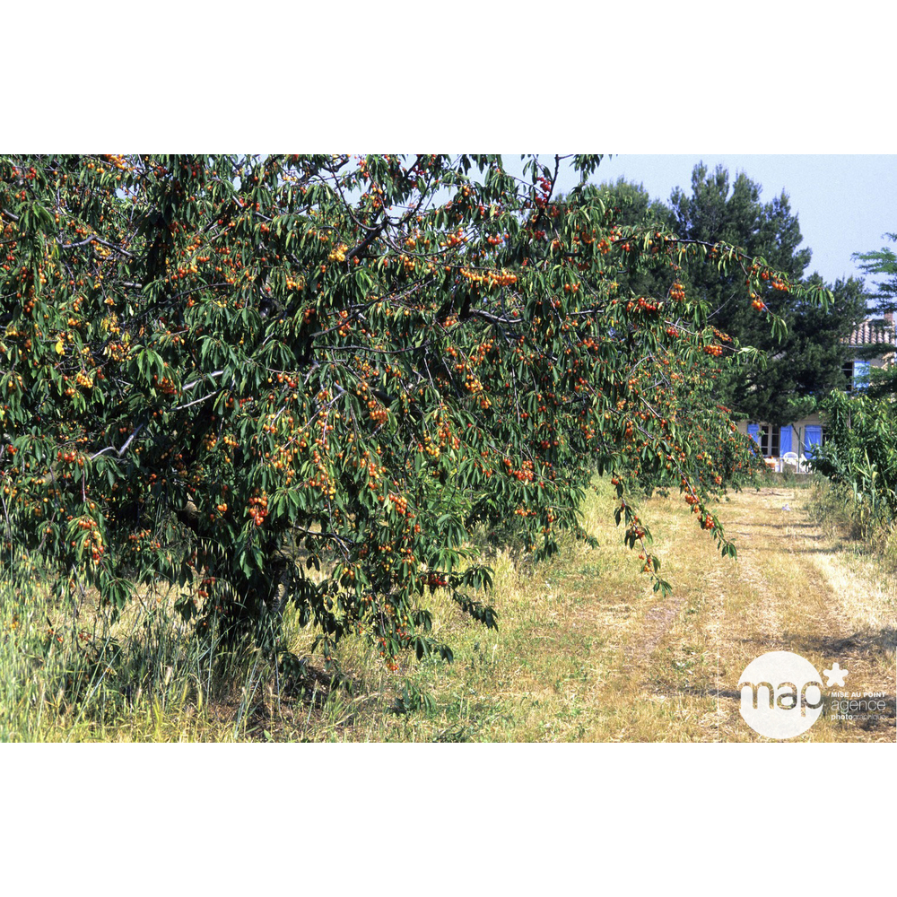 Cerisier Bigarreau Napoléon : tige conteneur 25 litres
