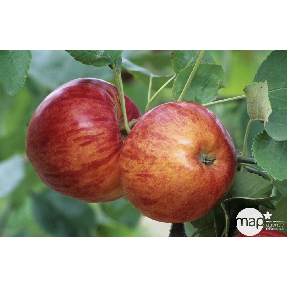 Pommier Reine de Reinette : tige 10/12 cm conteneur 25 litres