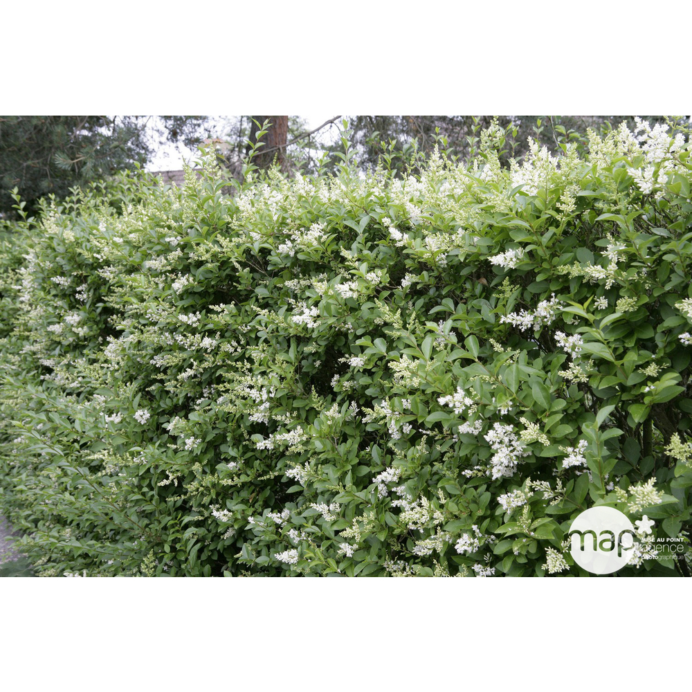 Ligustrum : Demi-tige : ctr 15 L