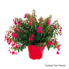 Fuchsia fleuri : pot dÃ©coratif de 7 Litres