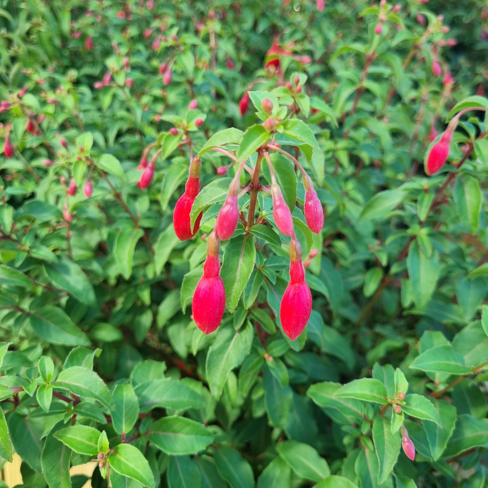 Fuchsia fleuri : pot dÃ©coratif de 7 Litres