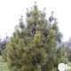 Pinus griffithii, H : 80/100 cm, ctr 15L