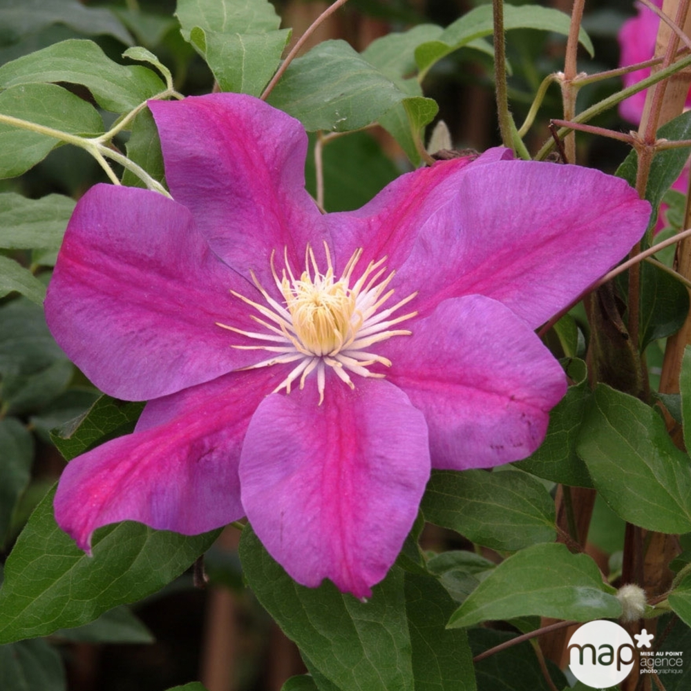 Clematis ' Sunset ': conteneur 1,3 litres
