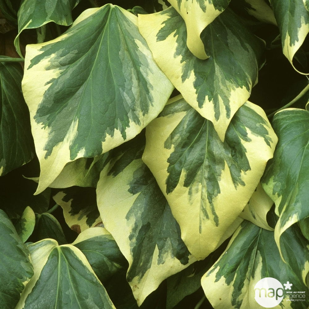 Lierre (Hedera) colchica 'Dentata Aurea' - Echelle -Pot 3L