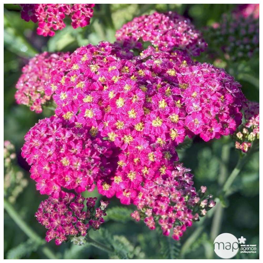 Achilée Cerise Queen : godet vert