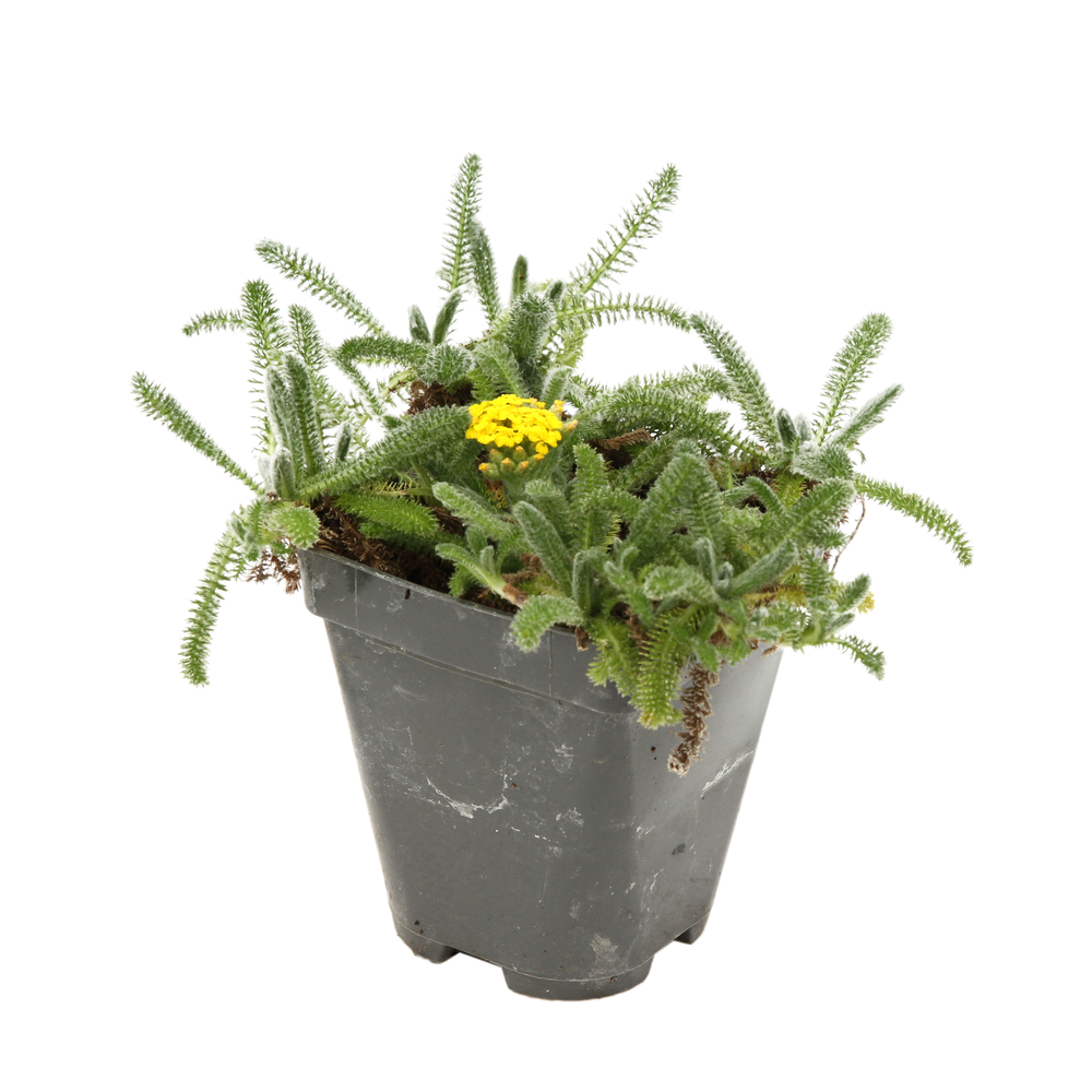 Achillée Tomenteuse : godet vert